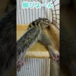 しまりす「ポン吉」脚びよーん！！【ペット】【シマリス】【Chipmunk】【Squirrel】【Kawaii】【Cute】