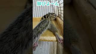 しまりす「ポン吉」脚びよーん！！【ペット】【シマリス】【Chipmunk】【Squirrel】【Kawaii】【Cute】
