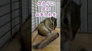 しまりす「ポン吉」足のメンテナンス。【ペット】【シマリス】【Chipmunk】【Squirrel】【Kawaii】【Cute】