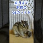 しまりす「ポン吉」QBカットが消える！！【ペット】【シマリス】【Chipmunk】【Squirrel】【Kawaii】【Cute】