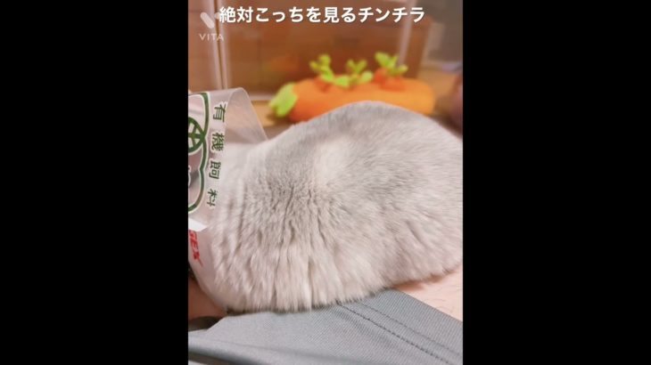 絶対こっちを見るチンチラ #Shorts #チンチラ #ペット #小動物 #chinchilla #癒し #チンチラ鳴き声 #チンチラ飼育 #チンチラ飼い方 #chinchilla #チモシー