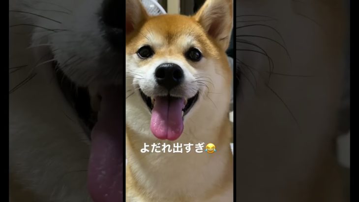 #shorts #柴犬 #黒柴 #赤柴 #柴犬のいる暮らし #ペット #ペット動画 #犬 #犬のいる暮らし #子犬