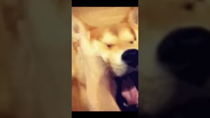 【可愛い犬】面白いペット#shorts