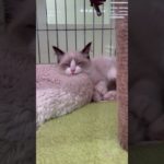 (激カワ)ペットショップに可愛い子猫がいたよ🐈🐾