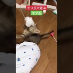 モフ玉☁️であそぶモフ玉🐱おうちで過ごし隊 猫 ペットのいる暮らし かわいい 子猫