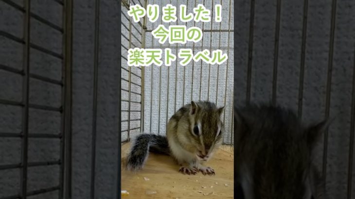 しまりす「ポン吉」またもや、10000円GETです。【ペット】【シマリス】【Chipmunk】【Squirrel】【Kawaii】【Cute】