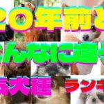 意外⁉️元ペットショップオーナーが解説する2000年と現在の人気犬ランキング❗️Ranking of Japan popular dog breeds from 20 years ago”