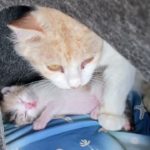 【保護猫ペットプット】子猫すくすく成長中！生後3日目【三毛猫子猫】