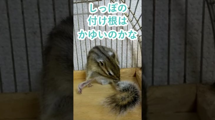 しまりす「ポン吉」しっぽのつけ根。【ペット】【シマリス】【Chipmunk】【Squirrel】【Kawaii】【Cute】