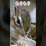 しまりす「ポン吉」食欲の秋。【ペット】【シマリス】【Chipmunk】【Squirrel】【Kawaii】【Cute】