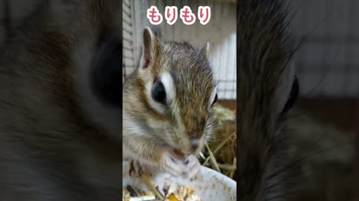 しまりす「ポン吉」食欲の秋。【ペット】【シマリス】【Chipmunk】【Squirrel】【Kawaii】【Cute】
