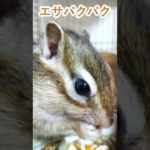 しまりす「ポン吉」ご飯もりもり！！【ペット】【シマリス】【Chipmunk】【Squirrel】【Kawaii】【Cute】