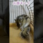 しまりす「ポン吉」お顔キレイ！！【ペット】【シマリス】【Chipmunk】【Squirrel】【Kawaii】【Cute】