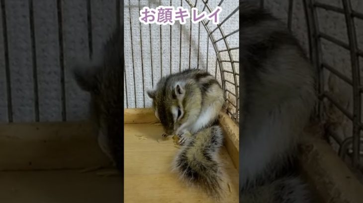 しまりす「ポン吉」お顔キレイ！！【ペット】【シマリス】【Chipmunk】【Squirrel】【Kawaii】【Cute】
