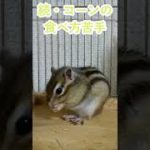 しまりす「ポン吉」コーンは好きだけど。【ペット】【シマリス】【Chipmunk】【Squirrel】【Kawaii】【Cute】