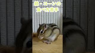 しまりす「ポン吉」コーンは好きだけど。【ペット】【シマリス】【Chipmunk】【Squirrel】【Kawaii】【Cute】