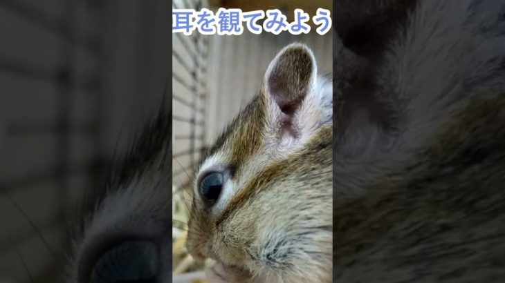 しまりす「ポン吉」耳アップ！！【ペット】【シマリス】【Chipmunk】【Squirrel】【Kawaii】【Cute】