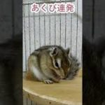 しまりす「ポン吉」あくび連打！！【ペット】【シマリス】【Chipmunk】【Squirrel】【Kawaii】【Cute】