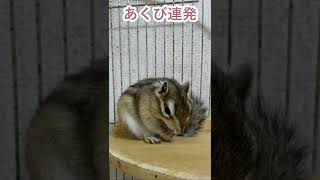 しまりす「ポン吉」あくび連打！！【ペット】【シマリス】【Chipmunk】【Squirrel】【Kawaii】【Cute】