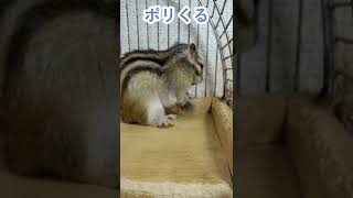 しまりす「ポン吉」ポリくる。【ペット】【シマリス】【Chipmunk】【Squirrel】【Kawaii】【Cute】