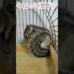 しまりす「ポン吉」壁ドン⁈【ペット】【シマリス】【Chipmunk】【Squirrel】【Kawaii】【Cute】