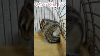 しまりす「ポン吉」壁ドン⁈【ペット】【シマリス】【Chipmunk】【Squirrel】【Kawaii】【Cute】