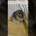 しまりす「ポン吉」ポリポリちゃん！！【ペット】【シマリス】【Chipmunk】【Squirrel】【Kawaii】【Cute】