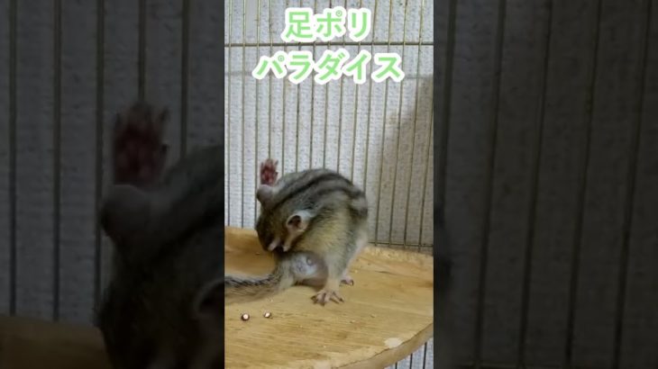 しまりす「ポン吉」足ポリ天国！！【ペット】【シマリス】【Chipmunk】【Squirrel】【Kawaii】【Cute】