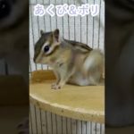 しまりす「ポン吉」あくびとポリ！！【ペット】【シマリス】【Chipmunk】【Squirrel】【Kawaii】【Cute】