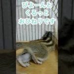 しまりす「ポン吉」びよーんからの。【ペット】【シマリス】【Chipmunk】【Squirrel】【Kawaii】【Cute】