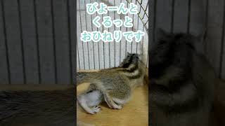しまりす「ポン吉」びよーんからの。【ペット】【シマリス】【Chipmunk】【Squirrel】【Kawaii】【Cute】