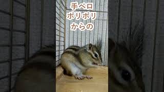しまりす「ポン吉」みなさん、こんにちは。【ペット】【シマリス】【Chipmunk】【Squirrel】【Kawaii】【Cute】