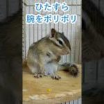 しまりす「ポン吉」腕がかゆい。【ペット】【シマリス】【Chipmunk】【Squirrel】【Kawaii】【Cute】