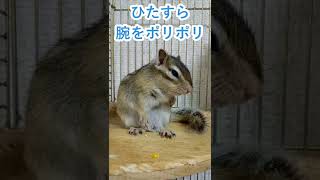 しまりす「ポン吉」腕がかゆい。【ペット】【シマリス】【Chipmunk】【Squirrel】【Kawaii】【Cute】