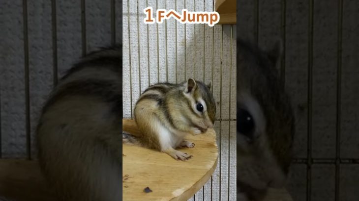 しまりす「ポン吉」１Fへ。【ペット】【シマリス】【Chipmunk】【Squirrel】【Kawaii】【Cute】