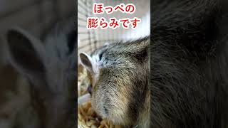 しまりす「ポン吉」ほっぺKING！！【ペット】【シマリス】【Chipmunk】【Squirrel】【Kawaii】【Cute】