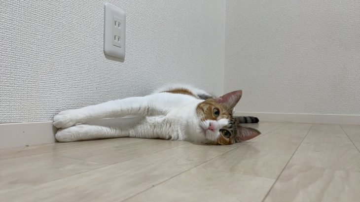 まよのダイエットLIVE