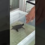 ドMなシルク　　　#shorts       #フィッシャーズ＃シルク＃亀