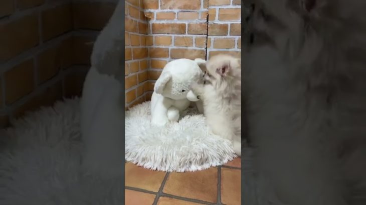 ペットショップcoo&riku No.593623