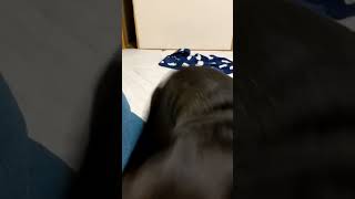 顔がおもしろカワイイ#フレンチブルドッグ#フレブル#おもしろ#ペット#frenchbulldog#dog#doglife