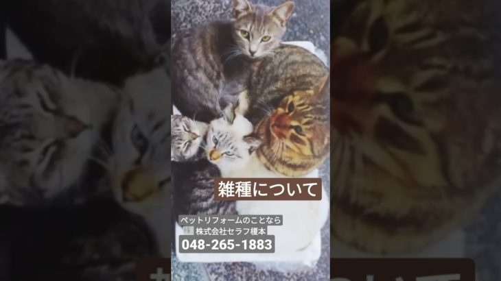 雑種について　キャットステップ　猫と住む家　ペットクラブ　ペット可マンション　ペットリフォーム　　　#shorts