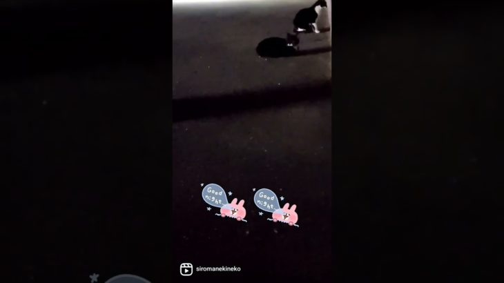 ハチワレ猫の兄弟達、かわいい猫🐱　おやすみなさい　#猫動画 #いぬ #ペット #shorts