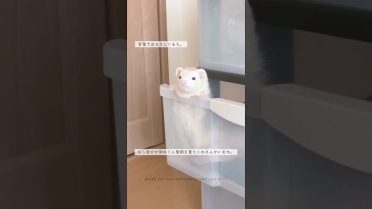 sub) ペットを飼う前に考えたこと！  #mypet #ferret #vlog #lifestyle #ペット #フェレット #ペットのいる暮らし #一人暮らし