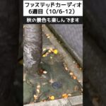 【ダイエットチャレンジ】空腹時有酸素で脂肪燃焼10/6-10/12（6週目）