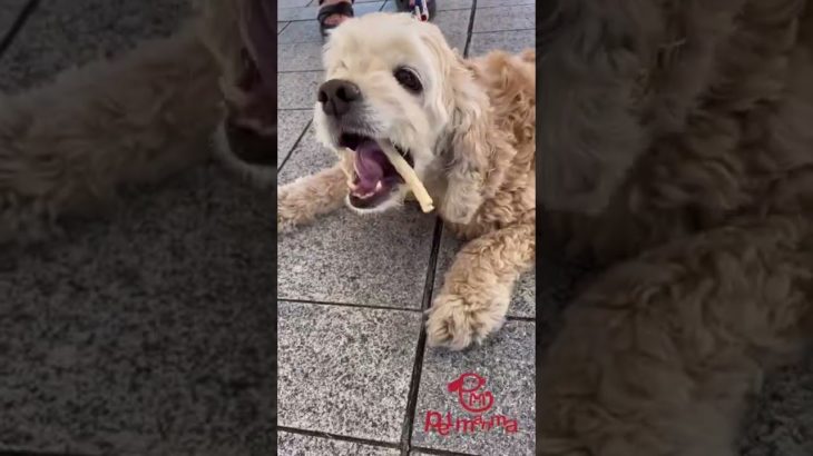 無添加ペットフード販売店、無添加おやつ詰め放題で大盛り上がりのマーケット#ボナシーボ #いぬ #17マーケット