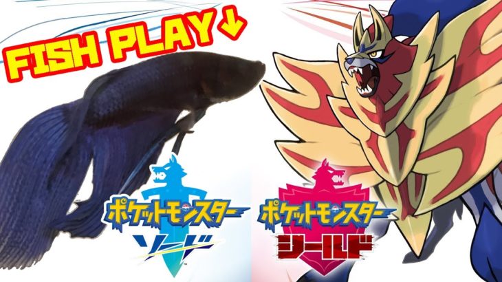 【​冠の雪原編 │2824h~】ペットの魚がポケモンクリア_Fish Play Pokemon【作業用BGM】