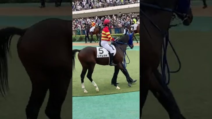 ヤバイよヤバイよ！リアルガチ　東京競馬　パドック（3R メイクデビュー東京）2022.10.15