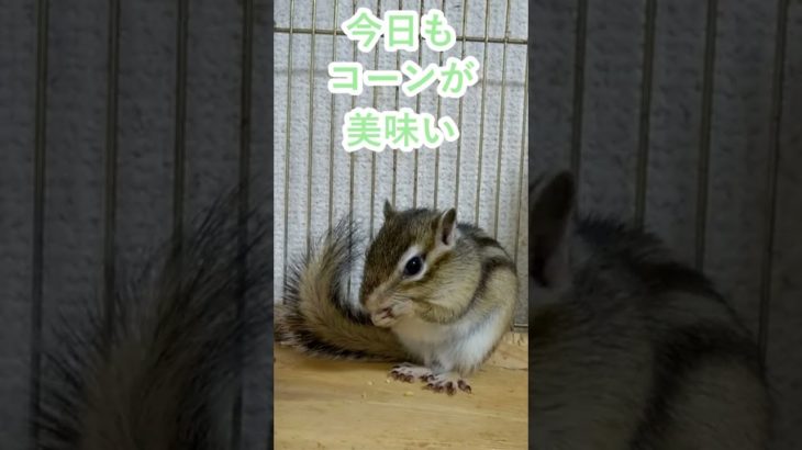 しまりす「ポン吉」コーンは最高！！【ペット】【シマリス】【Chipmunk】【Squirrel】【Kawaii】【Cute】