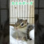 しまりす「ポン吉」カエル⁈【ペット】【シマリス】【Chipmunk】【Squirrel】【Kawaii】【Cute】