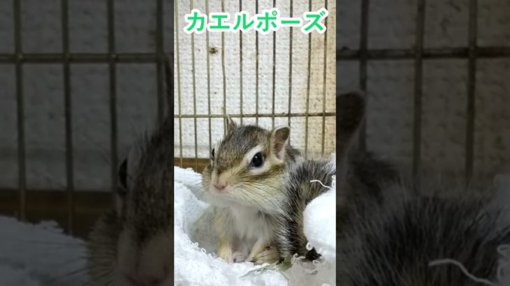 しまりす「ポン吉」カエル⁈【ペット】【シマリス】【Chipmunk】【Squirrel】【Kawaii】【Cute】